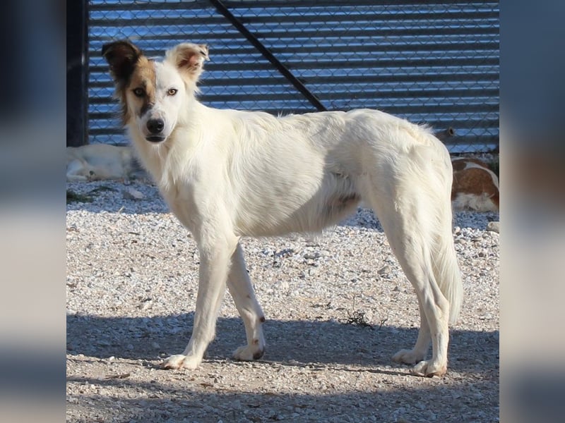 Motti, geb. ca. 07/2023, lebt in GRIECHENLAND, im städt. Tierheim Serres