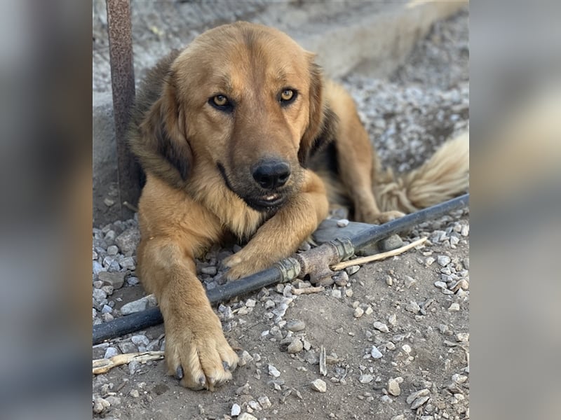 Kerchak, geb. ca. 07/2021, lebt in GRIECHENLAND, im städt. Tierheim Serres