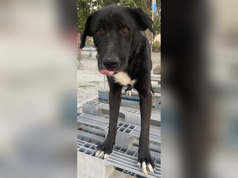 Cupid, geb. ca. 03/2020, lebt in GRIECHENLAND, im städt. Tierheim Serres