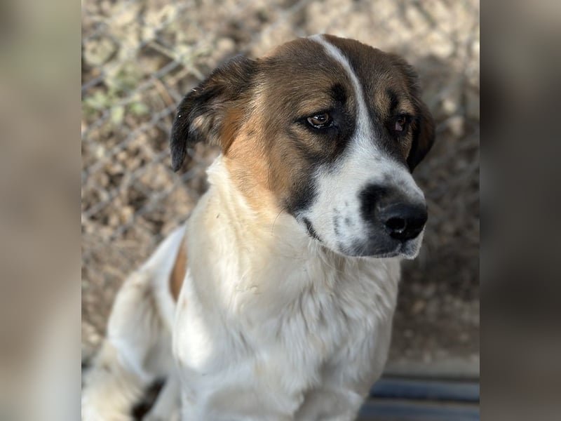 Fiva, geb. ca. 02/2024, lebt in GRIECHENLAND, im städt. Tierheim Serres