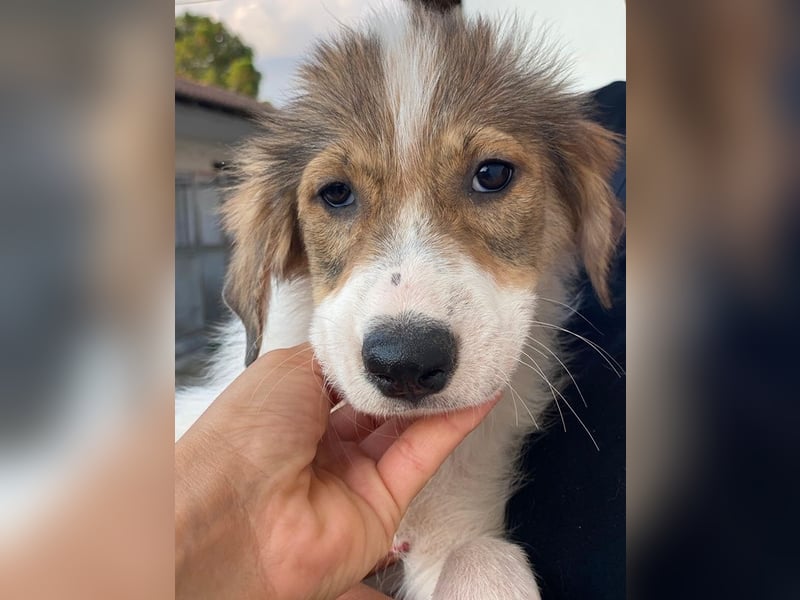 Niva, geb. ca. 05/2025, lebt in GRIECHENLAND, im städt. Tierheim Serres