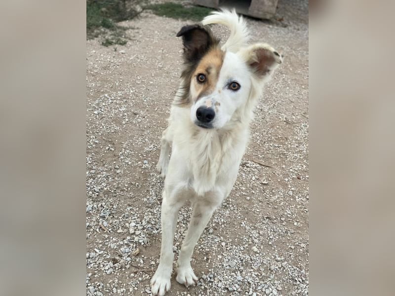 Motti, geb. ca. 07/2023, lebt in GRIECHENLAND, im städt. Tierheim Serres