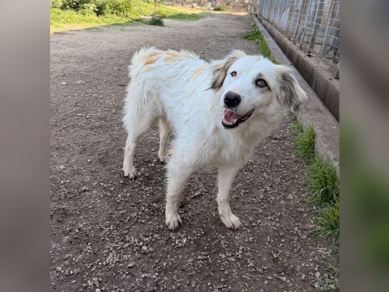 Eika, geb. ca. 02/2023, lebt in GRIECHENLAND, im städt. Tierheim Serres