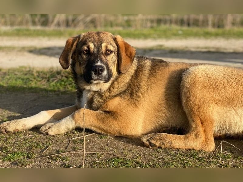 Hami, geb. ca. 09/2024, lebt in GRIECHENLAND, im städt. Tierheim Serres