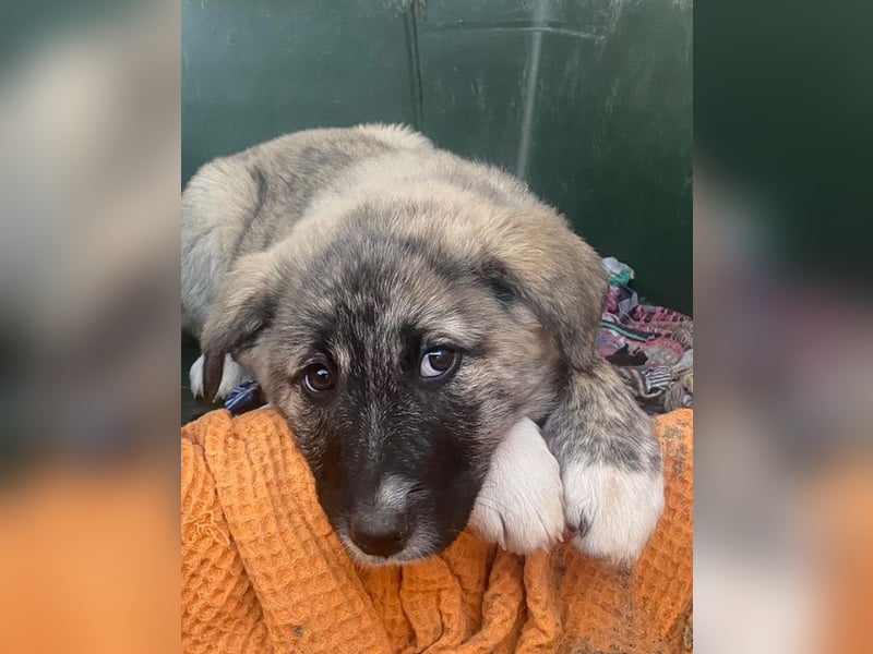 Soya, geb. ca.10/2025, lebt in GRIECHENLAND, im städt. Tierheim Serres