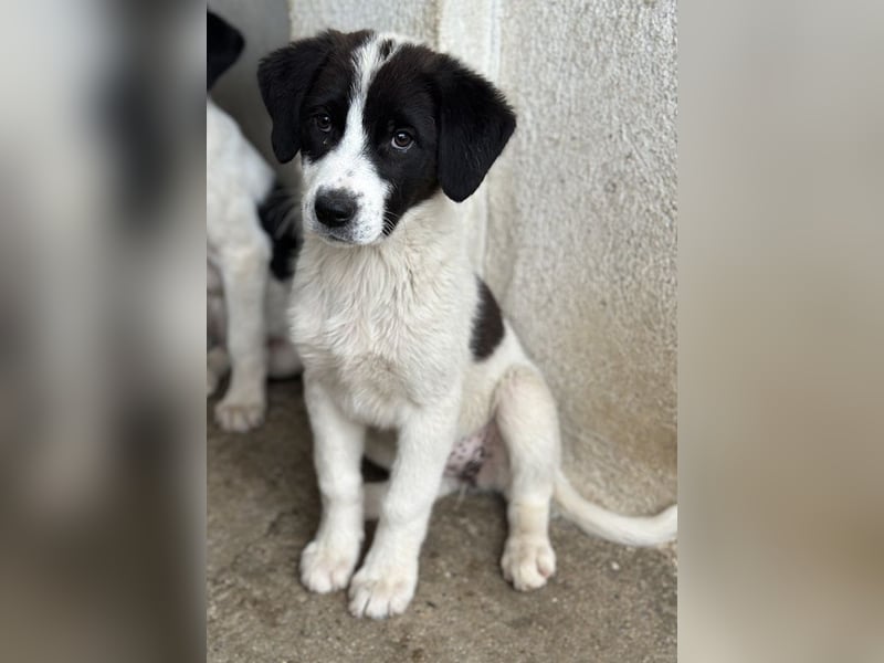 Zenzi, geb. ca. 01/2025, lebt in GRIECHENLAND, im städt. Tierheim Serres