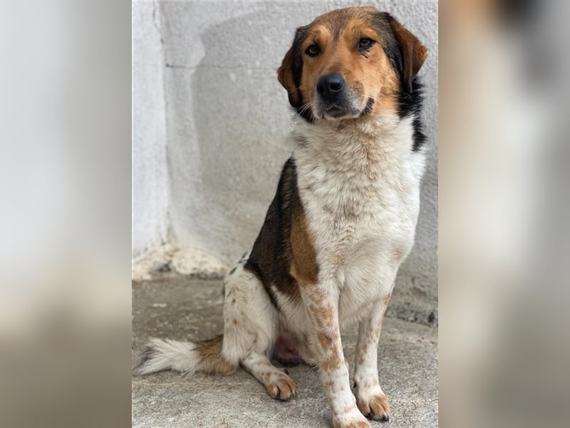 Noah, geb. ca. 10/2020, lebt in GRIECHENLAND, im städt. Tierheim Serres