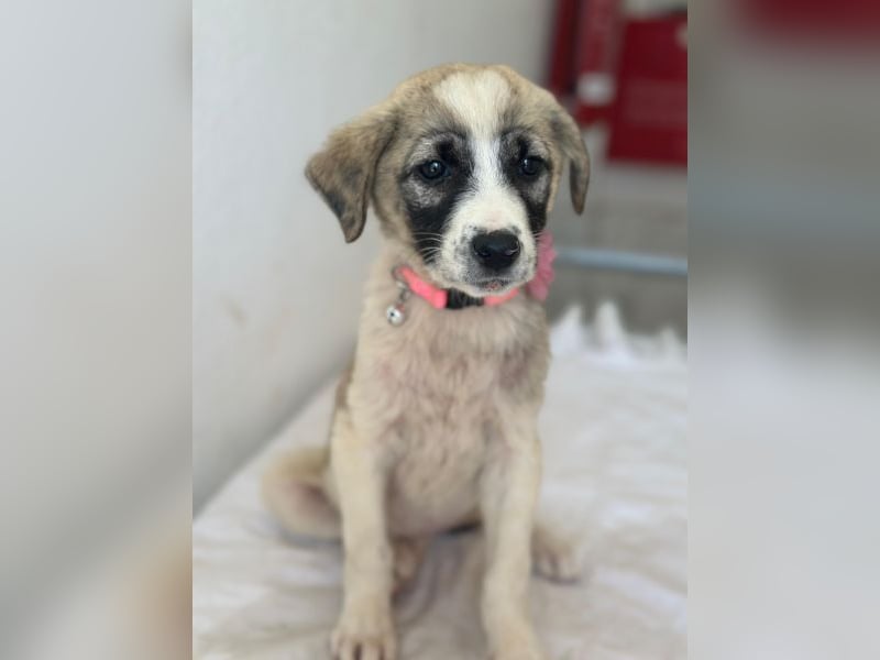 Amira, geb. ca. 03/2026, lebt in GRIECHENLAND, im städt. Tierheim Serres