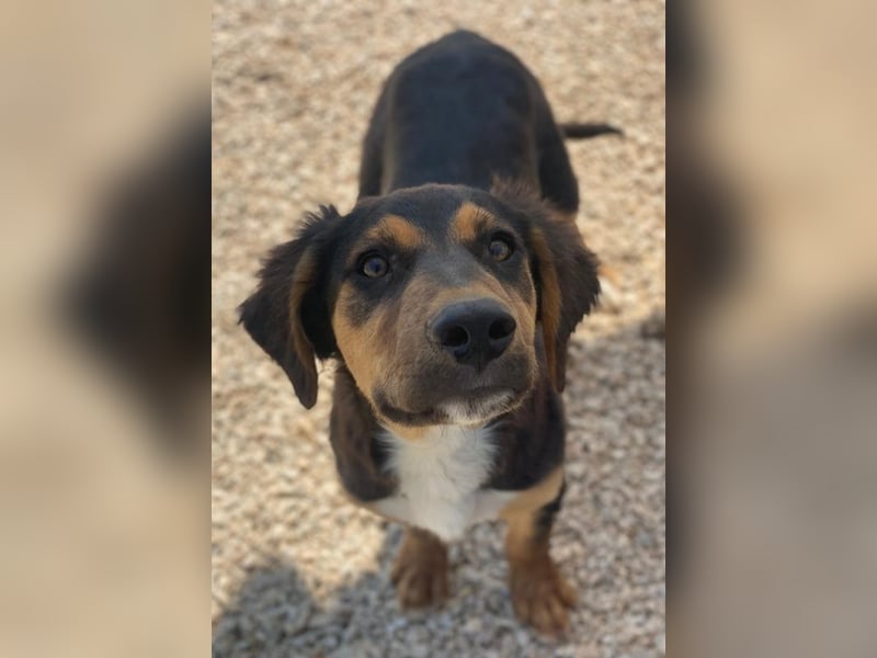 Quasti, geb. ca. 02/2025, lebt in GRIECHENLAND, auf einer privaten Pflegestelle