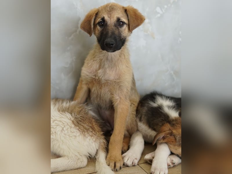 Anja, geb. ca. 12/2025, lebt in GRIECHENLAND, auf einer privaten Pflegestelle