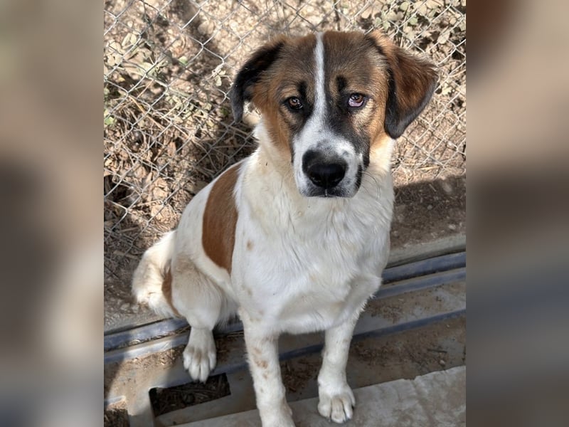 Fiva, geb. ca. 02/2024, lebt in GRIECHENLAND, im städt. Tierheim Serres