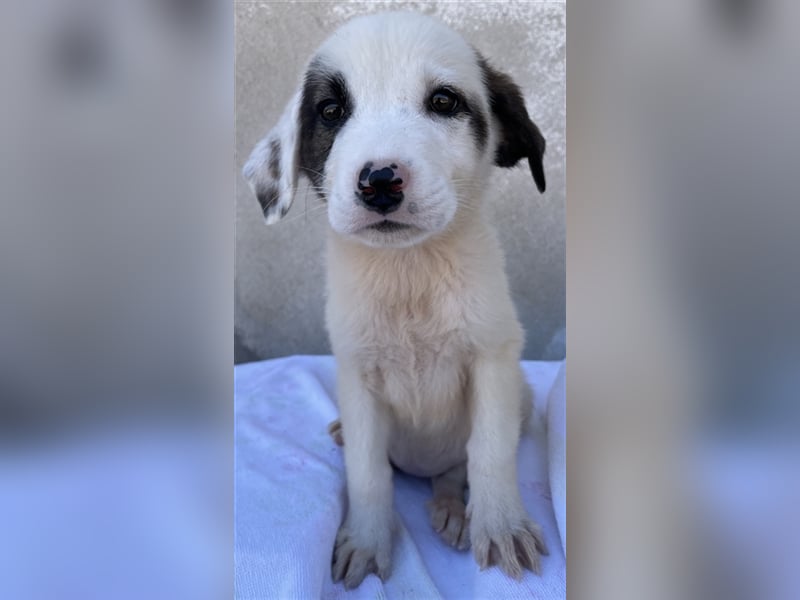 Alain, geb. ca. 06/2023, lebt in GRIECHENLAND, im städt. Tierheim Serres