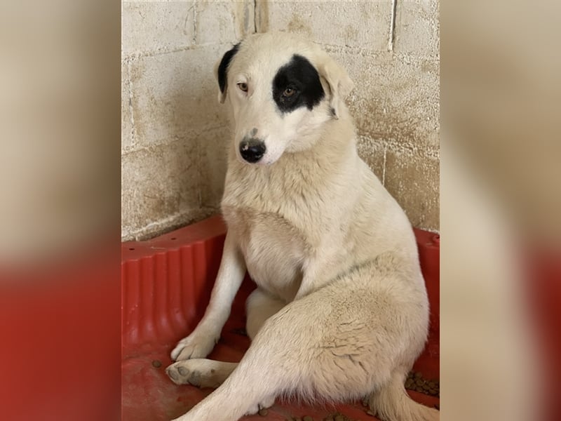 Kiba, geb. ca. 06/2023, lebt in GRIECHENLAND, auf einer privaten Pflegestelle