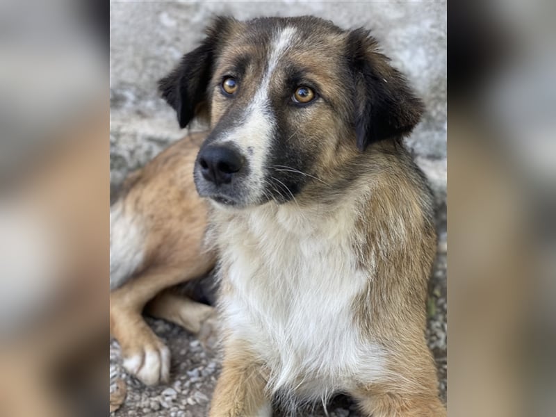 Poppi, geb. ca. 06/2021, lebt in GRIECHENLAND, im städt. Tierheim Serres