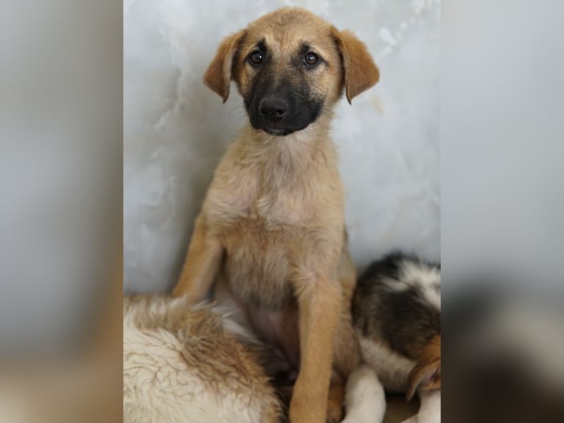 Anja, geb. ca. 12/2025, lebt in GRIECHENLAND, auf einer privaten Pflegestelle