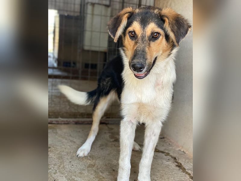 Kati, geb. ca. 03/2025, lebt in GRIECHENLAND, im städt. Tierheim Serres