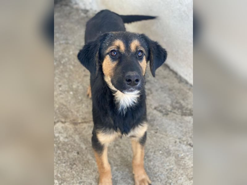 Glinda, geb. ca. 07/2025, lebt in GRIECHENLAND, im städt. Tierheim Serres