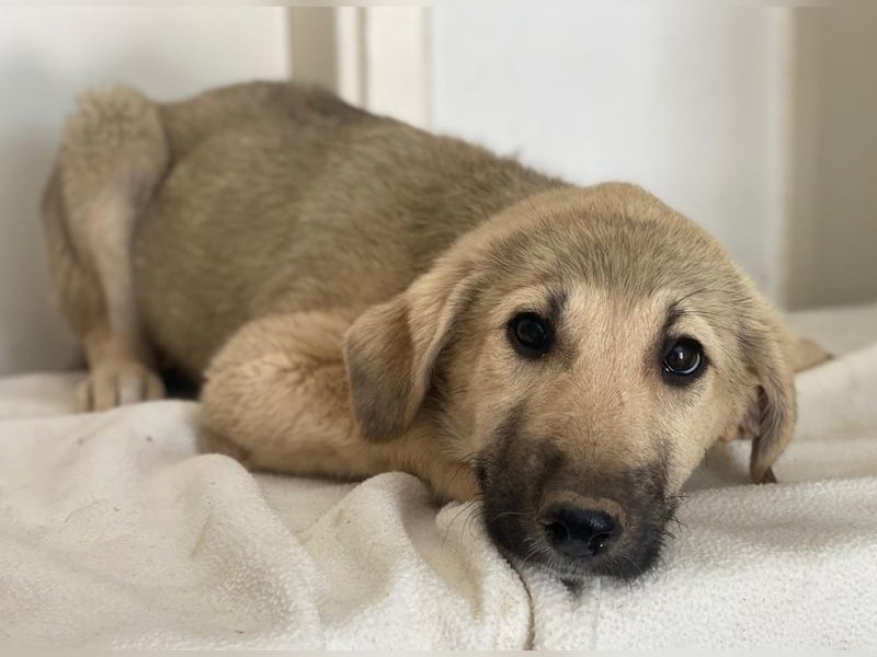 Glandy, geb. ca. 03/2025, lebt in GRIECHENLAND, im städt. Tierheim Serres