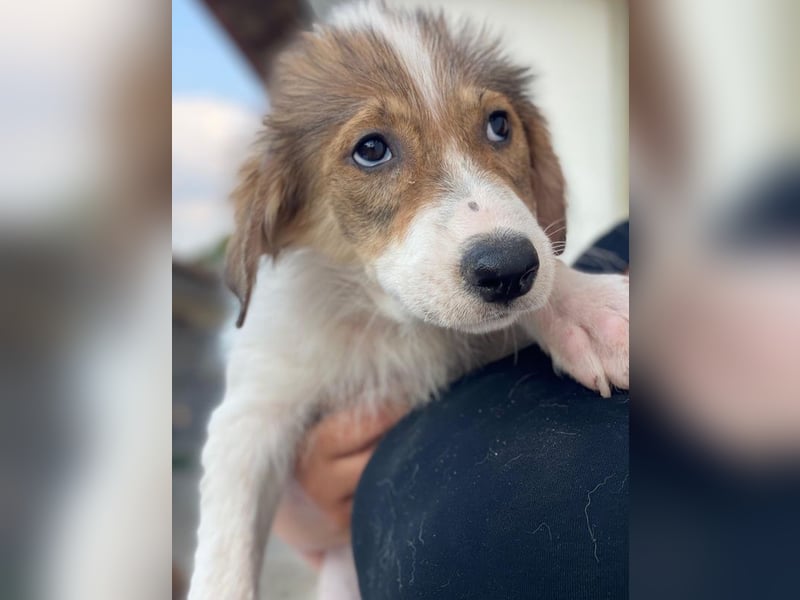 Niva, geb. ca. 05/2025, lebt in GRIECHENLAND, im städt. Tierheim Serres