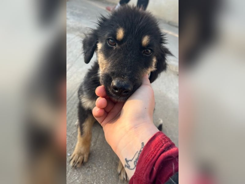 Philea-Noemi, geb. ca. 08/2025, lebt in GRIECHENLAND, im städt. Tierheim Serres