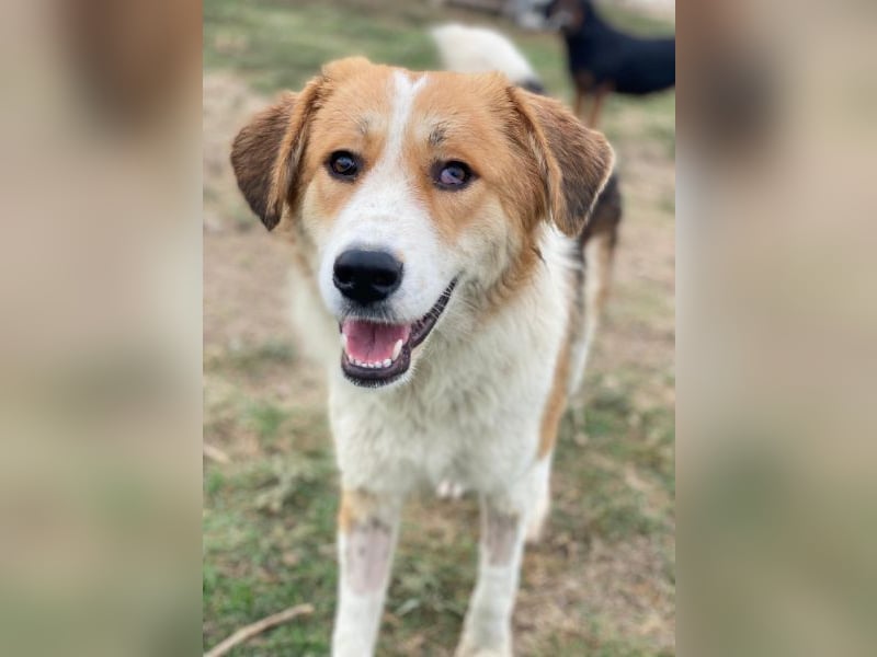 Carys, geb. ca. 10/2024, lebt in GRIECHENLAND, im städt. Tierheim Serres