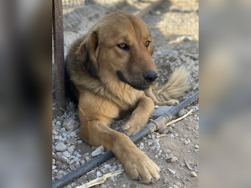 Kerchak, geb. ca. 07/2021, lebt in GRIECHENLAND, im städt. Tierheim Serres