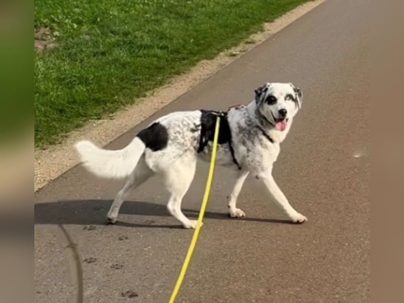 Snow, geb. ca. 06/2023, lebt auf einer Pflegestelle in 47652 Weeze