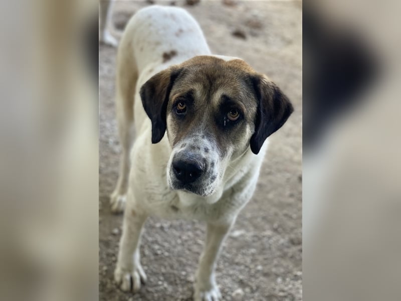 Elliot, geb. ca. 05/2022, lebt in GRIECHENLAND, im städt. Tierheim Serres