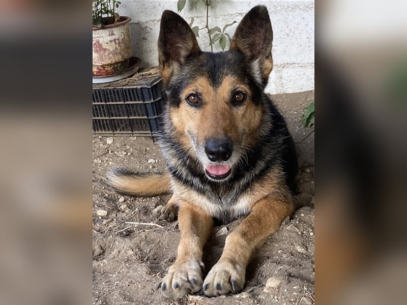 Flash, geb. ca. 09/2017, lebt in GRIECHENLAND, auf einer privaten Pflegestelle