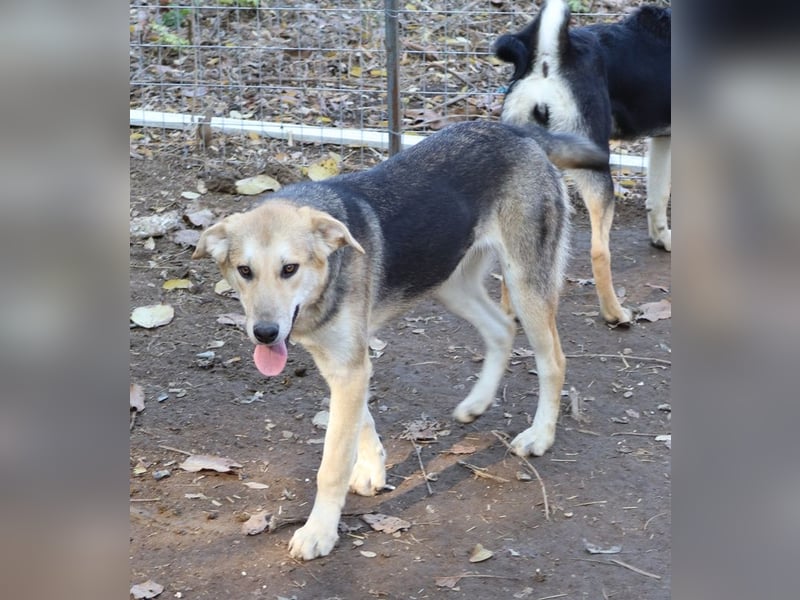 Ciri, geb. ca. 05/2024, lebt in GRIECHENLAND, im städt. Tierheim Serres