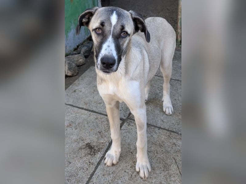 Mia-Melina, geb. ca. 02/2025, lebt in GRIECHENLAND, auf einer privaten Pflegestelle