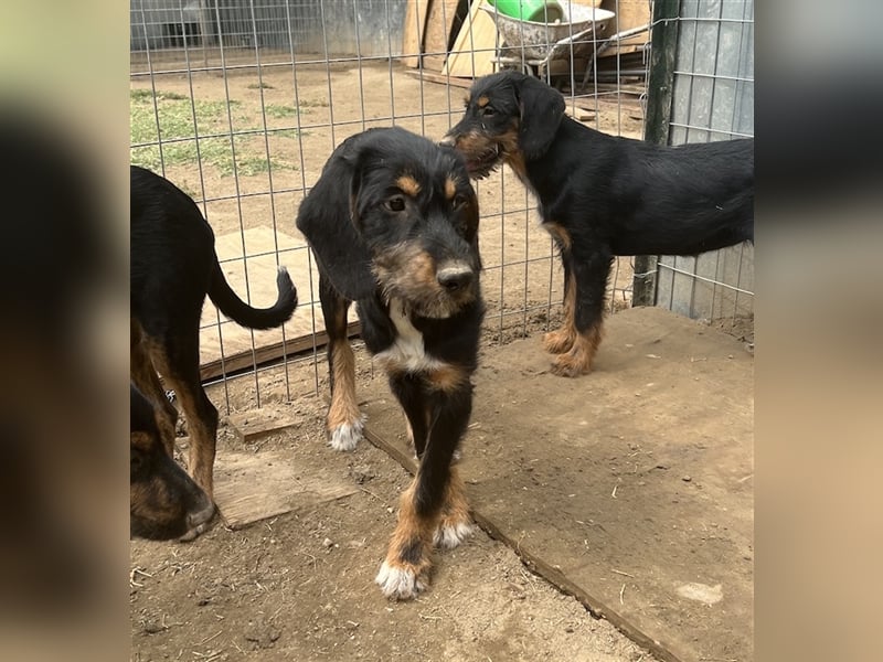 Bertha, geb. ca. 03/2023, lebt in GRIECHENLAND, im städt. Tierheim Serres