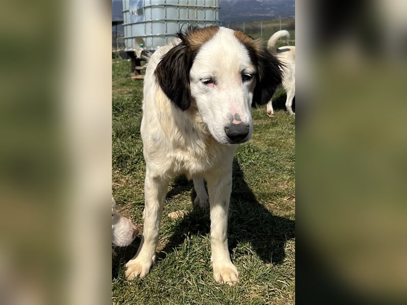 Lyra, geb. ca. 06/2021, lebt in GRIECHENLAND, auf einem Gelände, auf dem Hunde notdürftig versorgt w
