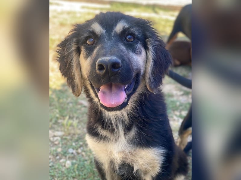 Quana, geb. ca. 02/2025, lebt in GRIECHENLAND, auf einer privaten Pflegestelle