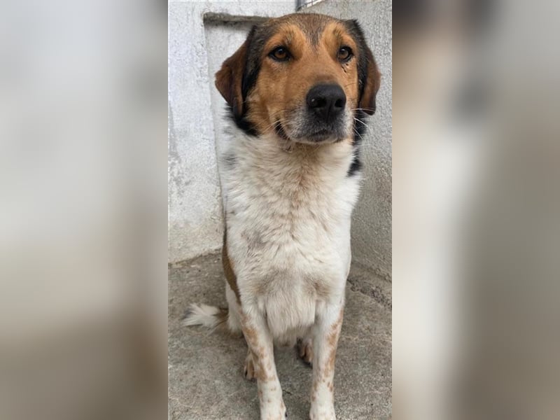 Noah, geb. ca. 10/2020, lebt in GRIECHENLAND, im städt. Tierheim Serres