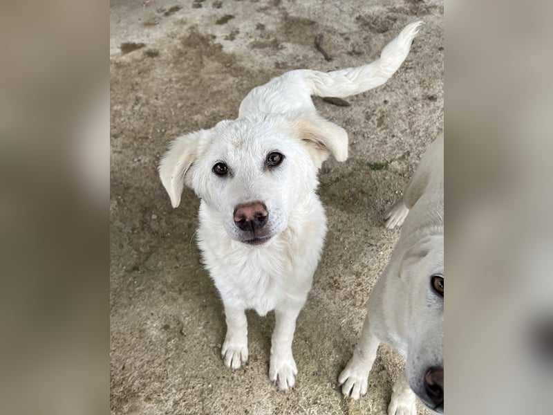 Nuala, geb. ca. 10/2024, lebt in GRIECHENLAND, auf einer privaten Pflegestelle