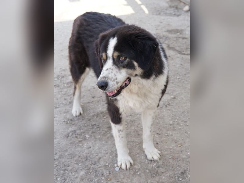 Xanda, geb. ca. 03/2023, lebt in GRIECHENLAND, im städt. Tierheim Serres