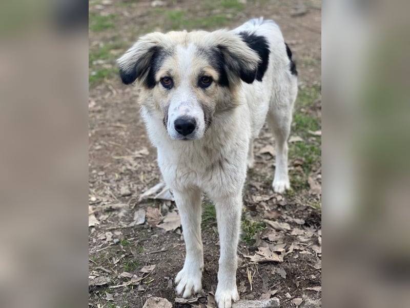 Peggy Jean, geb. ca. 12/2023, lebt in GRIECHENLAND, auf einer privaten Pflegestelle