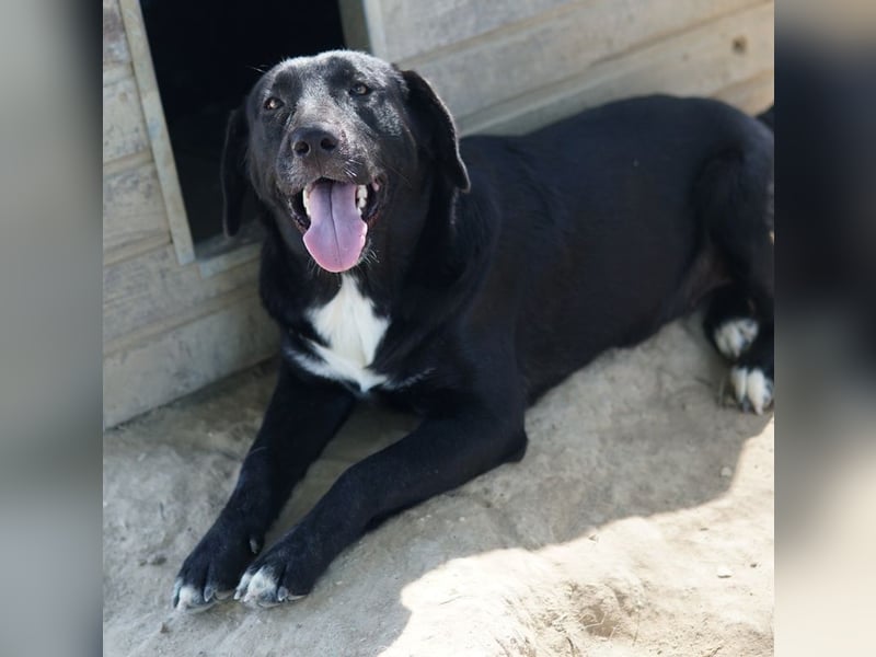 Ria, geb. ca. 10/2024, lebt in GRIECHENLAND, im städt. Tierheim Serres