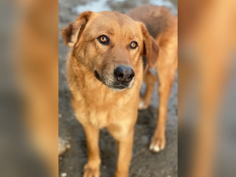 Pixie, geb. ca. 10/2022, lebt in GRIECHENLAND, im städt. Tierheim Serres