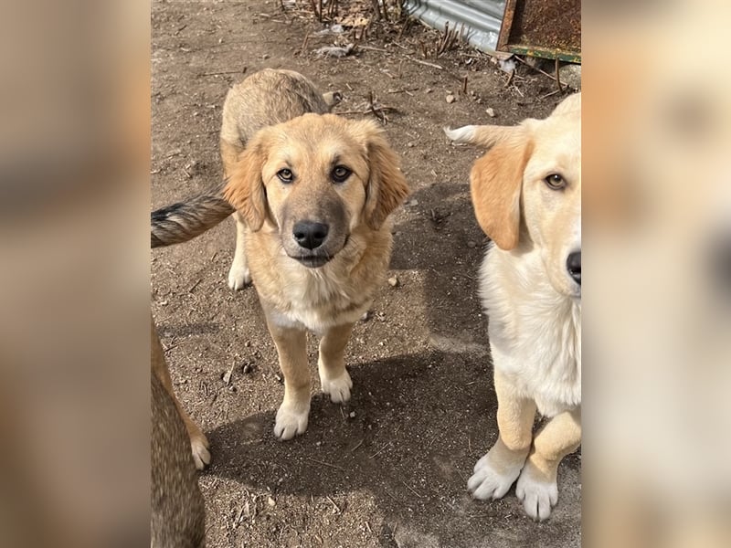 Luana, geb. ca. 10/2023, lebt in GRIECHENLAND, auf einem Gelände, auf dem die Hunde notdürftig verso