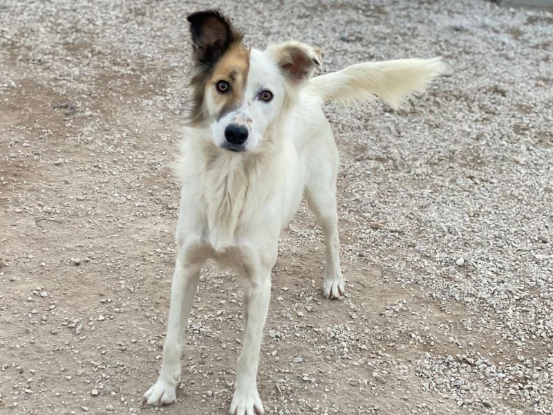 Motti, geb. ca. 07/2023, lebt in GRIECHENLAND, im städt. Tierheim Serres
