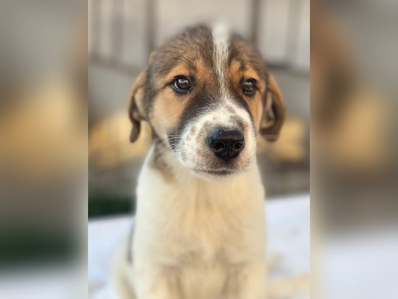 Trine, geb. ca. 05/2025, lebt in GRIECHENLAND, im städt. Tierheim Serres