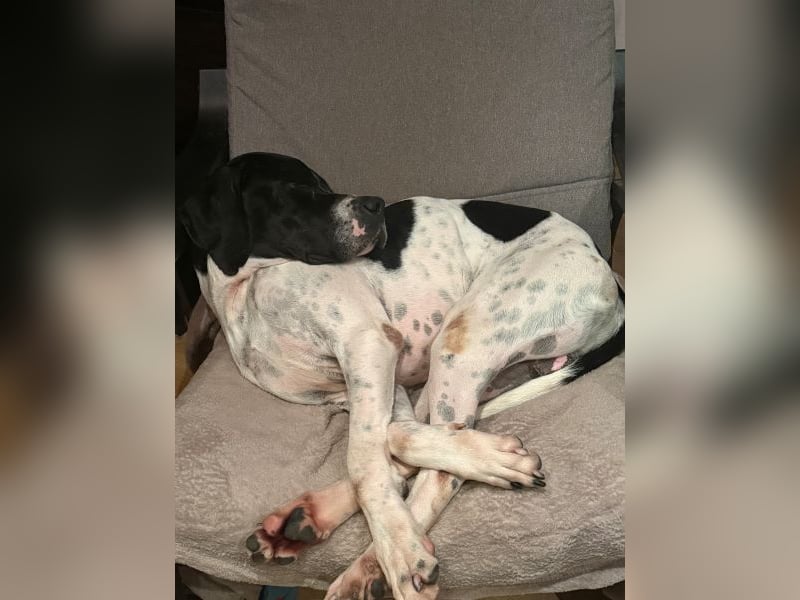 Attila, geb. ca. 08/2024, lebt auf einer Pflegestelle in 67735 Mehlbach