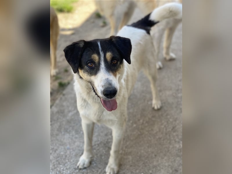 Fanny, geb. ca. 04/2021, lebt in GRIECHENLAND, im städt. Tierheim Serres