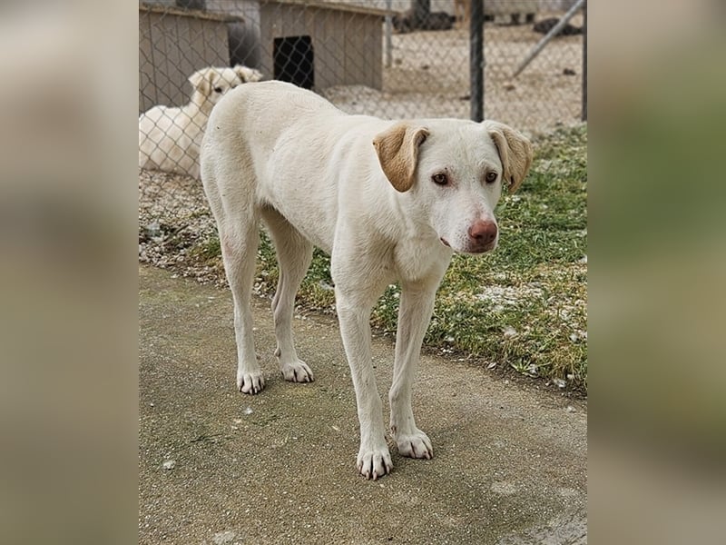 Nizza, geb. ca. 08/2022, lebt in GRIECHENLAND, im städt. Tierheim Serres