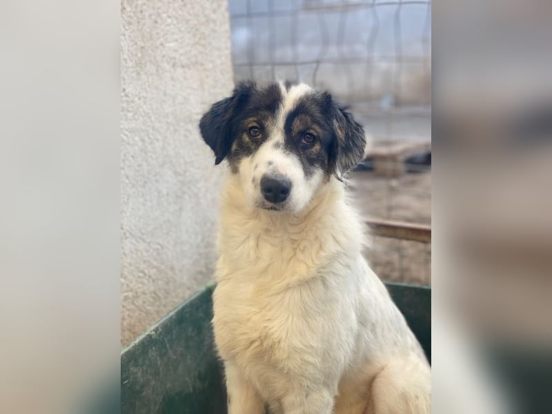 Majolika, geb. ca. 04/2025, lebt in GRIECHENLAND, im städt. Tierheim Serres