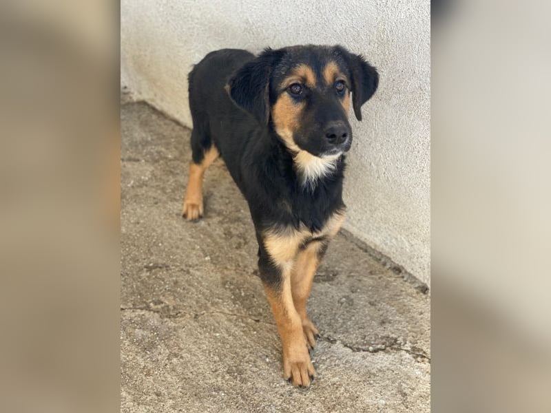 Glinda, geb. ca. 07/2025, lebt in GRIECHENLAND, im städt. Tierheim Serres