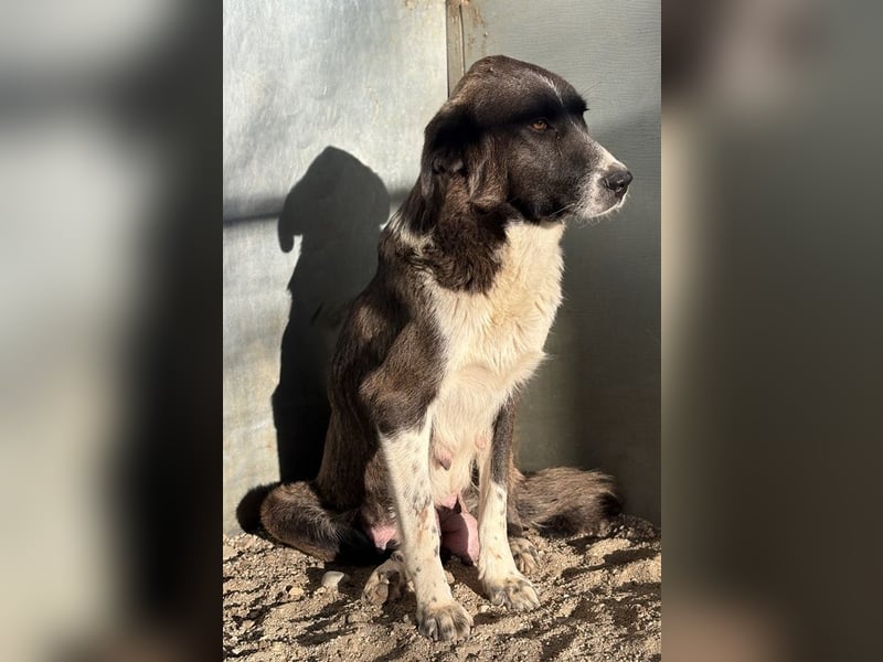 Mère, geb. ca. 03/2023, lebt in GRIECHENLAND, im städt. Tierheim Serres