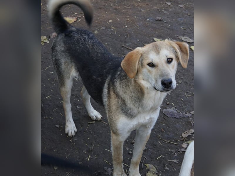 Ciri, geb. ca. 05/2024, lebt in GRIECHENLAND, im städt. Tierheim Serres